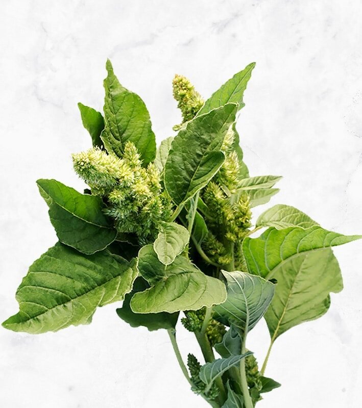 Amarant Green Thumb