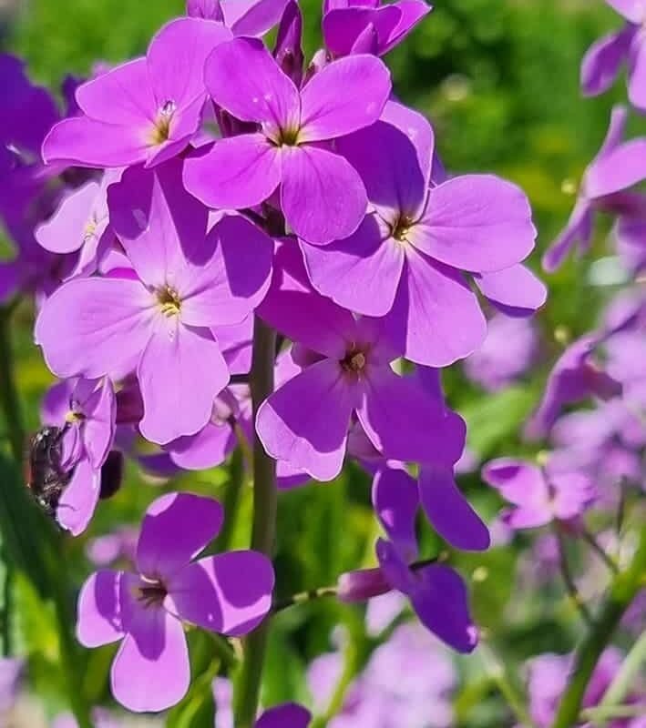 Natviol Violet
