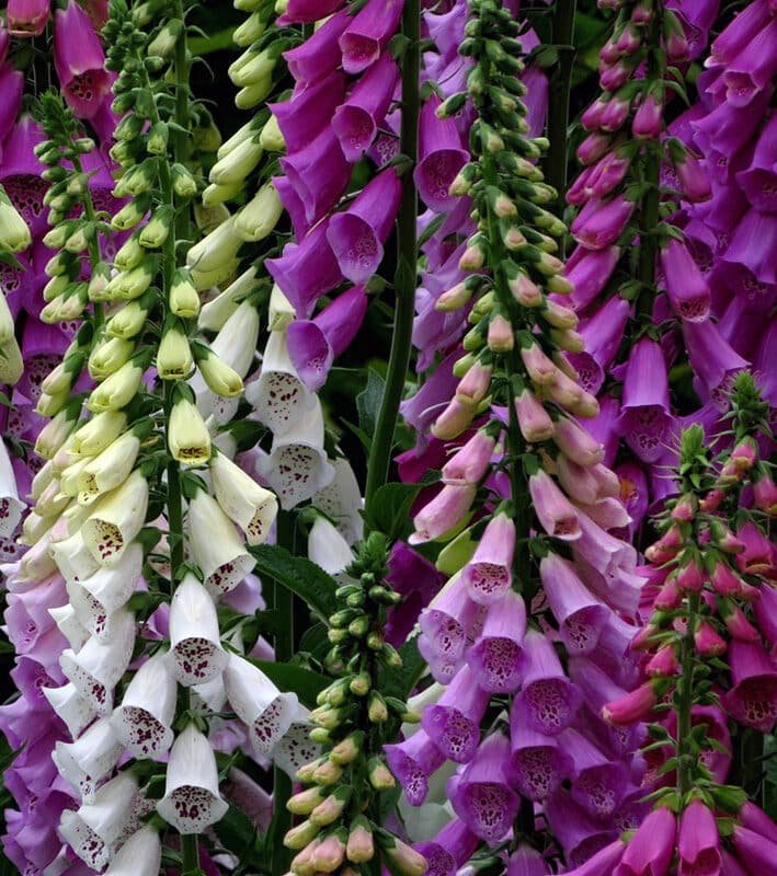 Digitalis Mix