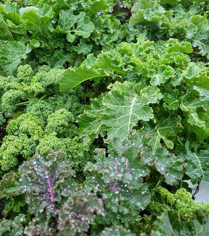 Kål mix
