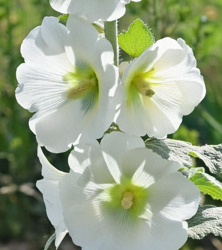 Staudestokrose